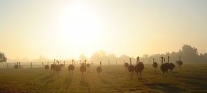 Struisvogels in weide