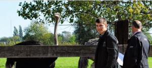 Struisvogels kijken bij Struisvogelboerderij Schobbejaks Hoogte