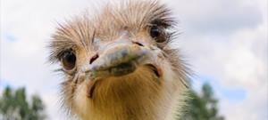 De Strusivogel
