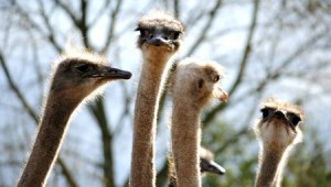 Nieuwsgierige-struisvogels