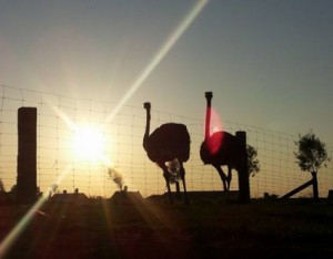 Struisvogels zonsondergang