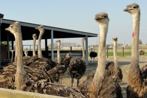 Slachtvogels in weide