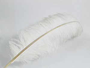 Witte struisvogelveer