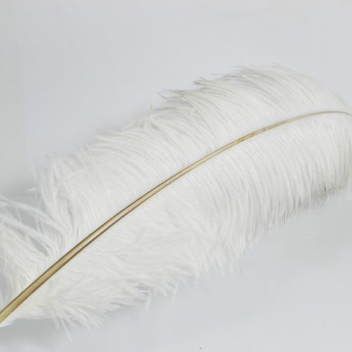 Witte struisvogelveer