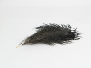 Zwarte struisvogelveer