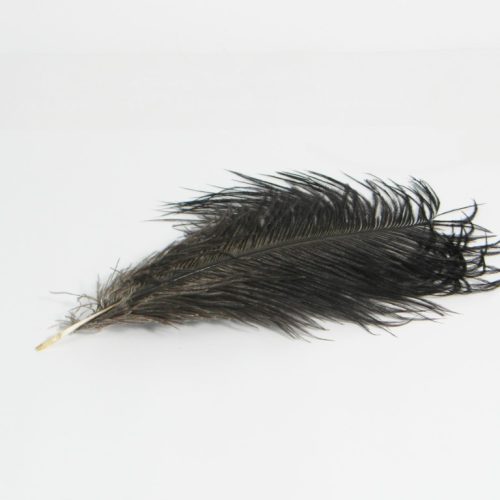 Zwarte struisvogelveer