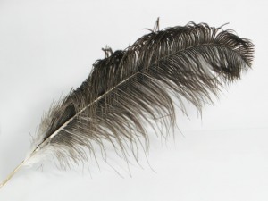 Bruin-grijze struisvogelveer