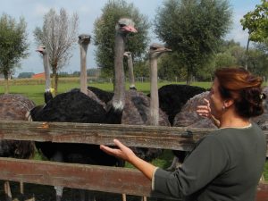 Struisvogels met bezoeker