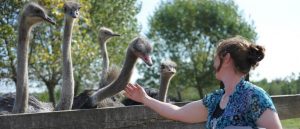 bezoeker struisvogelboerderij