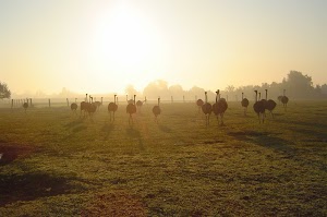 Struisvogelboerderij Schobbejaks Hoogte plaats foto