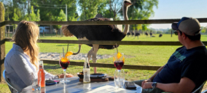 Bezoekers pop-up Bar Volaré met zicht op de struisvogels